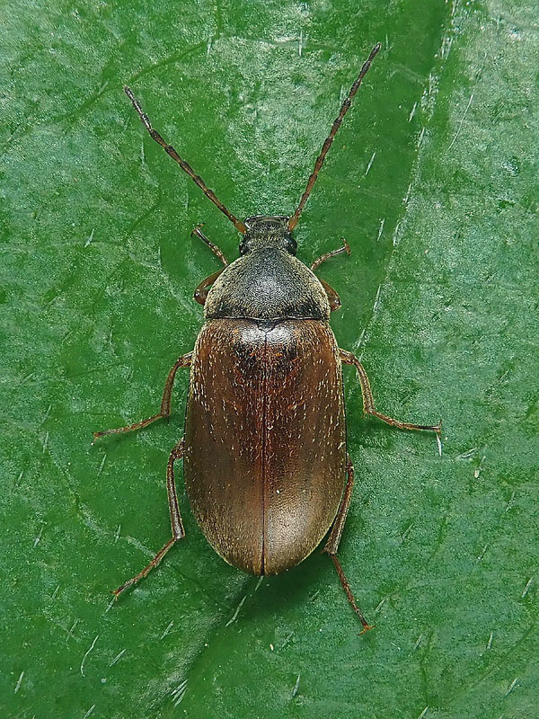 Tenebrionidae Alleculinae: Isomira sp.? S.